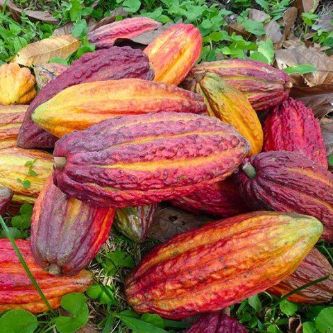 Fèves de Cacao Torréfié de Colombie Trinitario Antioquia